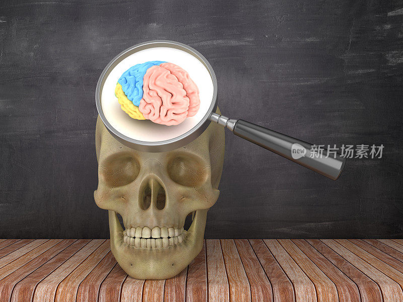 人类头骨与放大镜和大脑在黑板背景- 3D渲染